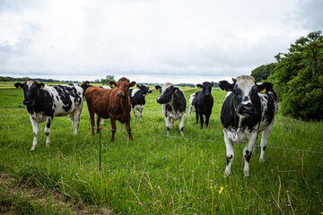 Hirtshals, Denmark Cows in a green pasture.