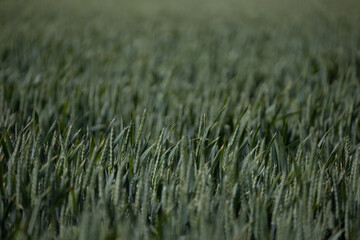 Hirtshals, Denmark Wheat fields growing.