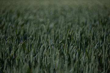 Hirtshals, Denmark Wheat fields growing.