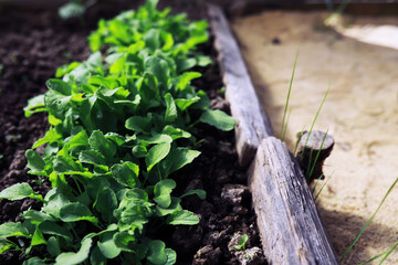 Young sprouts of seedlings in the vegetable garden. Greenery in a greenhouse. Fresh herbs in the spring on the beds.