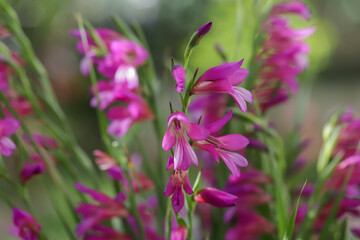 Mount nif watsonia in pink color in flower
