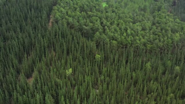Aerial Backward Panning Shot Of Tall Green Trees In National Forest - Ben Shemen Forest, Israel