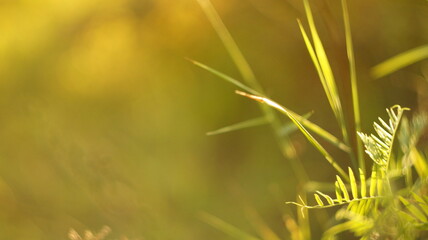 Delicate desktop wallpapers