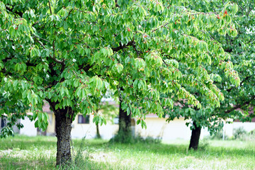 Fototapeta na wymiar Cherry tree in the cherry orchard on the Summer season.