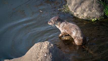 River otter over the water, top view