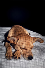 A caged mixed-breed dog sleeping in the dark on a white blanket with shadows of cage on the fur....