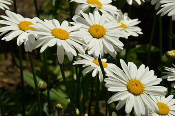 daisies in the field. white flowers in green grass.