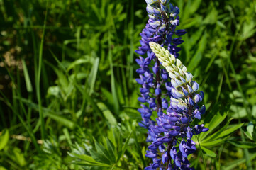 wildflowers. purple lupines in the green grass. summer nature. purple color.
