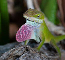 Mating season for a gecko
