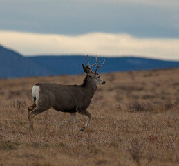 Fototapeta premium Young mule deer buck on a fall day