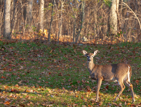 Autumn whitetail deer in Virginia