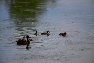 family of duch in a lake - obrazy, fototapety, plakaty