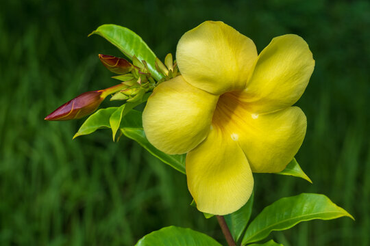 Closeup view of fresh and bright yellow flower of tropical shrub allamanda cathartica aka golden trumpet or common trumpet vine blooming outdoors in sunny garden on natural background