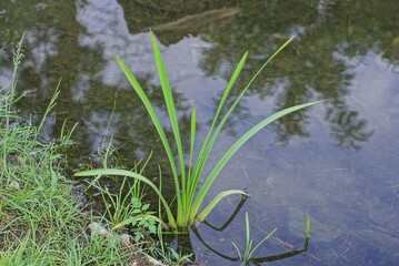 bush of a reed plant with long green leaves in the water of a lake near the shore with grass