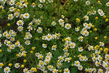 natural plant texture of white wild daisy flowers in green vegetation in nature