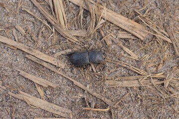 one big black beetle sits on brown sand in nature