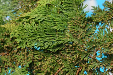 thin branch with green needles on a fir tree outdoors in nature