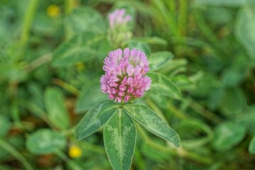 one red clover flower on a stalk with green leaves in nature