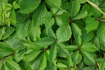 green natural texture of leaves and branches of plants in nature