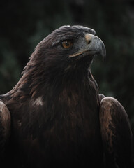 portrait of a eagle