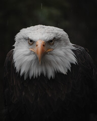 american bald eagle