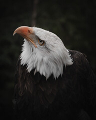 american bald eagle
