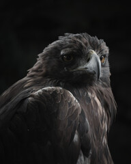 Portrait of an eagle