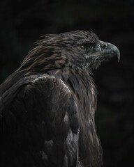 Portrait of an eagle