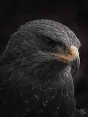 portrait of an eagle