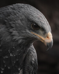 portrait of an eagle