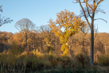 autumn forest in the morning