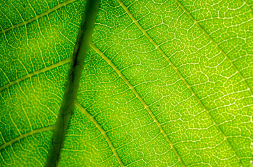 green leaf texture