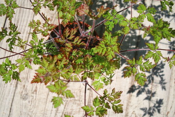  Bodziszek cuchnący Geranium robertianum fetid geranium herbs