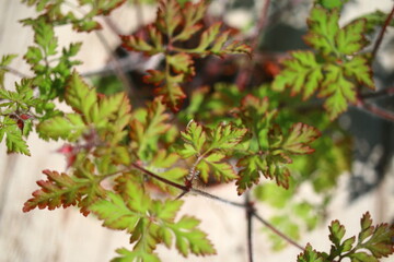  Bodziszek cuchnący Geranium robertianum fetid geranium herbs