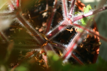  Bodziszek cuchnący Geranium robertianum fetid geranium herbs - obrazy, fototapety, plakaty