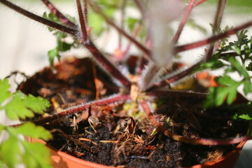  Bodziszek cuchnący Geranium robertianum fetid geranium herbs - obrazy, fototapety, plakaty
