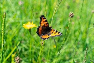 orange, schwarz, weisser Schmetterling, genannt kleiner Fuchs, auf Nektarsuche auf alpinen Blumen. schöner, bunter Falter auf den Alpwiesen in Vorarlberg