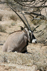 Obraz premium Gemsbok or South African Oryx in the Kgalagadi