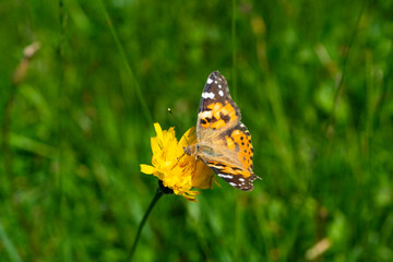 orange, schwarz, weisser Schmetterling, genannt kleiner Fuchs, auf Nektarsuche auf alpinen Blumen. schöner, bunter Falter auf den Alpwiesen in Vorarlberg
