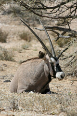 Gemsbok or South African Oryx in the Kgalagadi