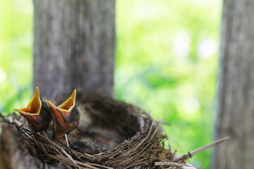 Bird's nest with bird in early summer. Eggs and chicks of a small bird. Starling. Feeds the chicks.