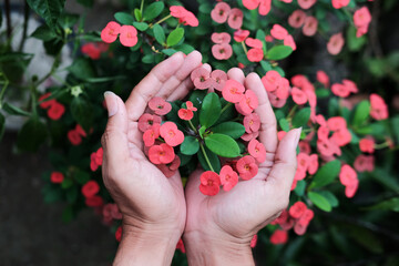 Heart-shaped male hand holding a frangipani flower with lush petals. Spring gardening plant care concept.