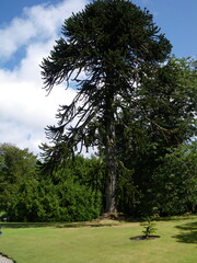 Fototapeta na wymiar Castillo y jardines de Dunvegan, sede del clan MacLeod. Escocia.