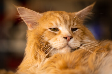 Beautiful golden red fluffy purebred Maine Coon cat lies with opened eyes, contented animal, close-up