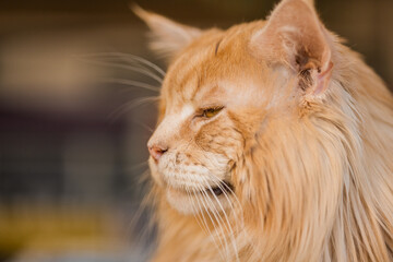 Maine Coon is a large domesticated cat breed, of red golden color with a lush fluffy mane, and big ears with tassels, close-up