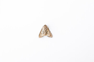 dead nocturnal moth of light brown color lie on a white backdrop close-up isolated - obrazy, fototapety, plakaty
