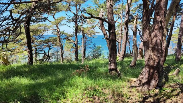 Pine tree forest with ocean background