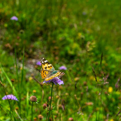 orange, schwarz, weisser Schmetterling, genannt kleiner Fuchs, auf Nektarsuche auf alpinen Blumen. schöner, bunter Falter auf den Alpwiesen in Vorarlberg