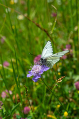 weisser Schmetterling mit schwarzen Strichen auf den Flügeln, Baumweissling oder Kohlweissling genannt, sucht Nektar auf einer pink violetten Blüte auf einer Alpwiese.