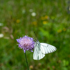 weisser Schmetterling mit schwarzen Strichen auf den Flügeln, Baumweissling oder Kohlweissling genannt, sucht Nektar auf einer pink violetten Blüte auf einer Alpwiese.